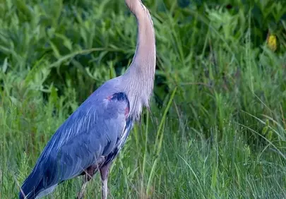 Majestic Blue Heron: A Wetland Wildlife Encounter