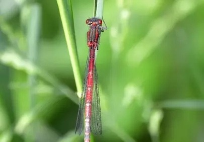Vibrant Red Dragonfly: Macro Shot in Lush Nature