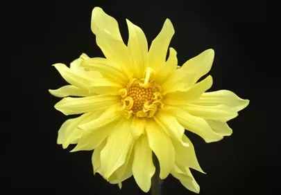 Vibrant Yellow Dahlia: A Striking Bloom on Black
