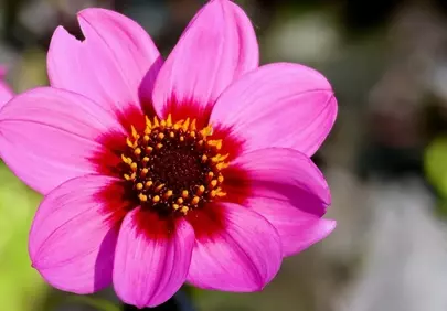 Vibrant Pink Dahlia: A Macro Vision of Summer Bloom