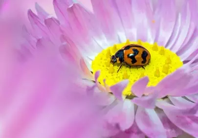 Vibrant Macro: Ladybug on Purple Daisy in Kings Park