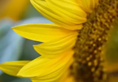 Vibrant Summer Delight: Macro Sunflower Petals