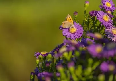 Vibrant Butterfly on Purple Aster in Summer Sunlight