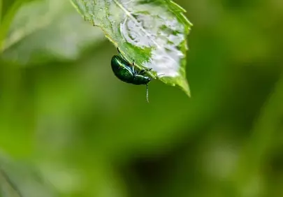 Vibrant Emerald Beetle Clinging to a Dewy Leaf