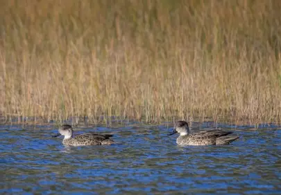 Serene Wetland Duo: Grey Teals Glide Through Golden Reeds