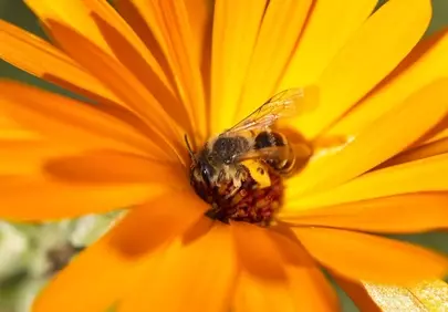 Vibrant Macro: Busy Bee Pollinating Orange Marigold