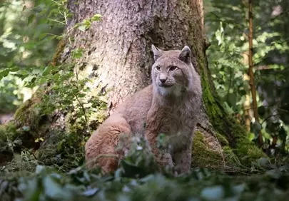Majestic European Lynx Blending Seamlessly in Forest Daylight