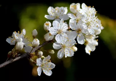 Stunning White Cherry Blossoms: Spring's Delicate Beauty