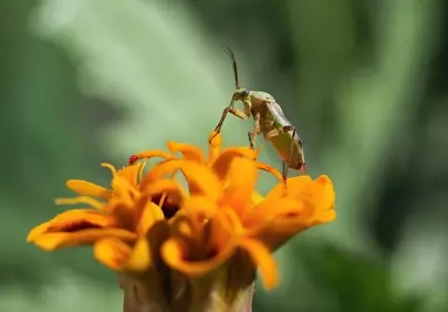 Vibrant Macro: Green Beetle on Blooming Marigold