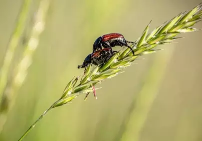 Intimate Macro: Beetles Mating on a Green Grain Stem