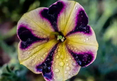 Vibrant Petunia: Dew-Kissed Purple and Yellow Bloom
