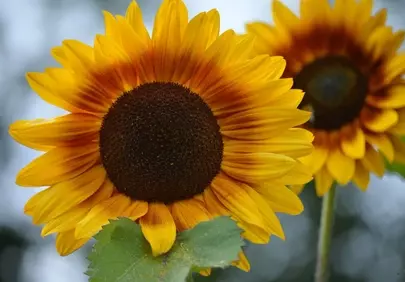 Vibrant Summer Blooms: Majestic Sunflowers in Full Glory