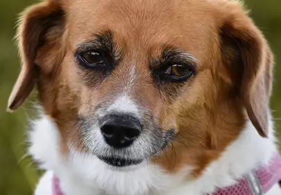 Charming Canine Portrait: Friendly Dog with Pink Harness