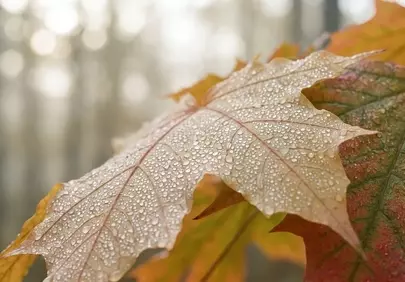 Vibrant Autumn Maple Leaf with Morning Dew Drops
