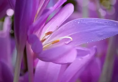 Enchanting Autumn Crocus: Dew-Kissed Purple Blooms