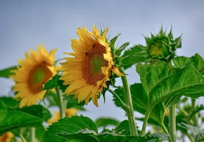 Radiant Summer Sunflowers: A Field of Golden Blooms