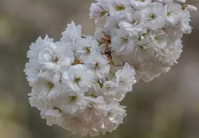 Exquisite White Cherry Blossoms: Spring's Romantic Embrace