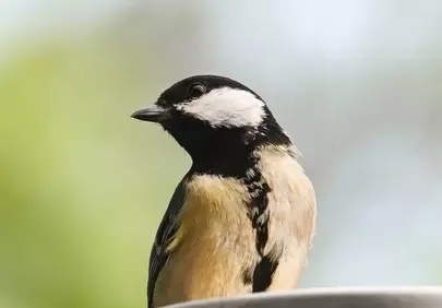 Vibrant Tit Bird Portrait: Nature's Gaze on a Sunny Day