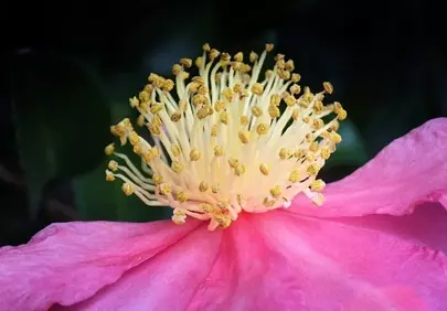 Vibrant Camellia Bloom: A Close-up of Nature's Art