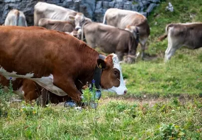 Idyllic Alpine Grazing: Cows in Lush Mountain Pastures