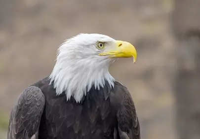 Majestic Bald Eagle: Intense Gaze in Nature's Realm