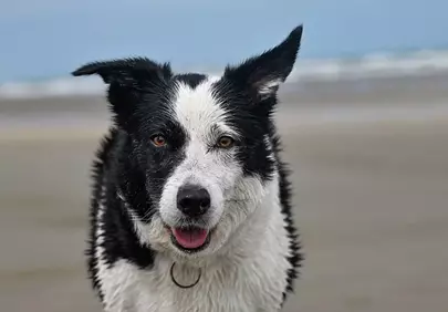 Vibrant Border Collie's Joyful Beach Day: Close-Up Portrait