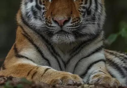 Majestic Gaze: Captivating Tiger in Its Natural Realm