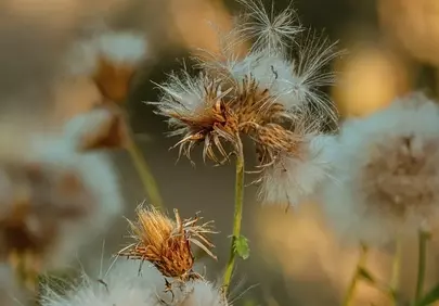 Enchanting Autumn Dandelions: Delicate Fluff in Golden Light