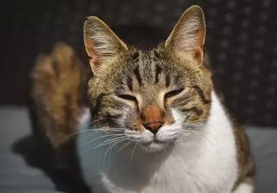 Sun-Kissed Feline: A Content Tabby's Autumn Nap