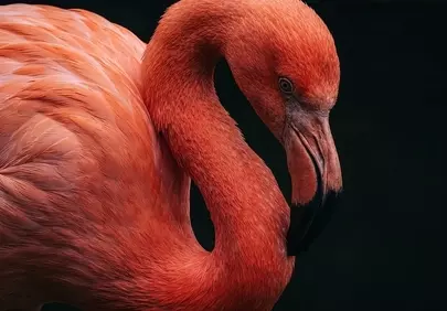Vibrant Pink Flamingo: Nature's Elegance Up Close