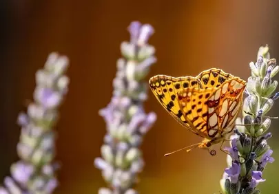 Vibrant Pearl Moth on Lavender: Nature's Delicate Dance in 4K