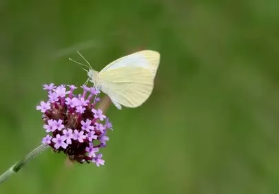 Delicate White Butterfly Pollinating Vibrant Purple Verbena
