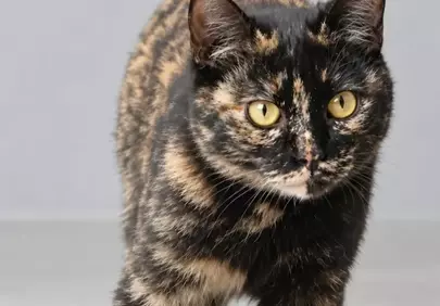 Enchanting Tortoiseshell: A Portrait of Feline Grace