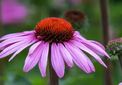 Vibrant Pink Echinacea: Summer Garden's Healing Beauty