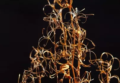 Dazzling Golden Dry Leaves: Abstract Nature's Art