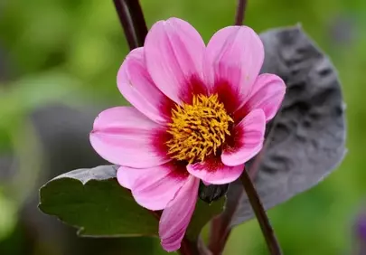 Vibrant Pink Dahlia: Summer's Macro Beauty
