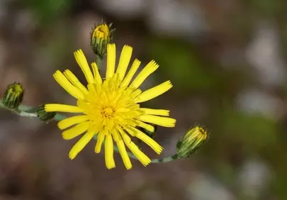 Vibrant Yellow Hawkweed: A Macro Bloom