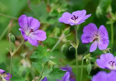 Vibrant Purple Geraniums: A Spring Garden Delight