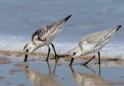 Charming Sandpipers Foraging by the Sparkling Ocean Waves