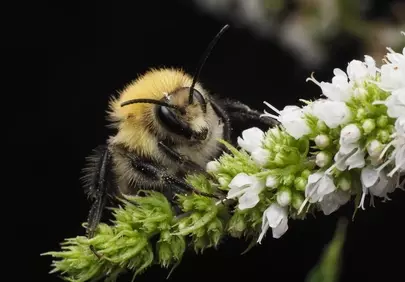 Stunning Macro: Bumblebee Amidst Delicate White Blooms