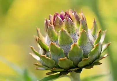 Vibrant Artichoke Bloom: Nature's Edible Art in 4K