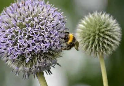 Vibrant Globe Thistle: Bee's Pollination Dance