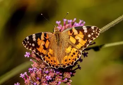 Vibrant Painted Lady Butterfly Gracing Purple Blooms