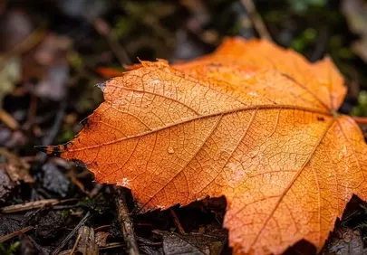 Vibrant Autumn's Kiss: Macro Maple Leaf with Water Droplets