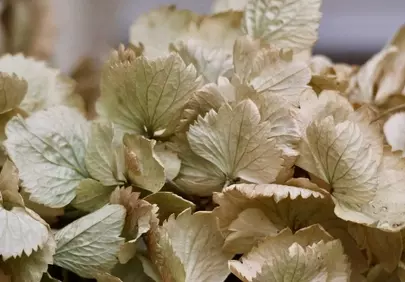 Autumn's Whisper: Dried Hydrangea Petals in Muted Tones