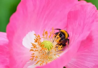 Vibrant Pink Poppy with Busy Bumblebee: Nature's Pollination Dance