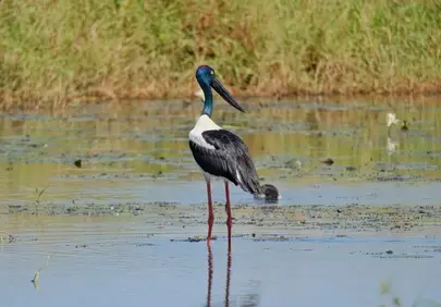 Elegant Jabiru Stork: Majestic Wetland Hunter