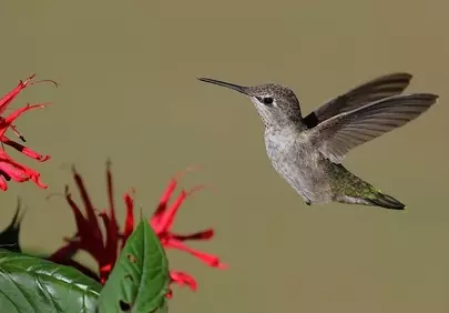 Vibrant Hummingbird Captures Nectar from Fiery Red Flowers