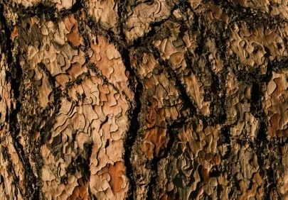 Rustic Pine Bark Texture: Nature's Intricate Tapestry