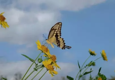 Vibrant Yellow Bloom Hosts a Graceful Swallowtail Butterfly